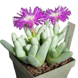 بذر ساکولنت مینیاتوری آرگیرودرما فیسوم argyroderma fissum seeds