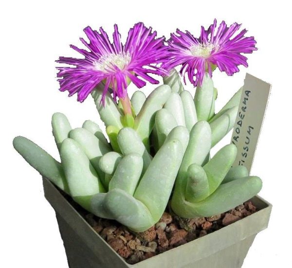 بذر ساکولنت مینیاتوری آرگیرودرما فیسوم argyroderma fissum seeds