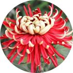 بذر گل داوودی morifolium