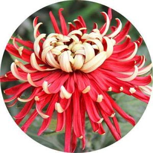 بذر گل داوودی morifolium