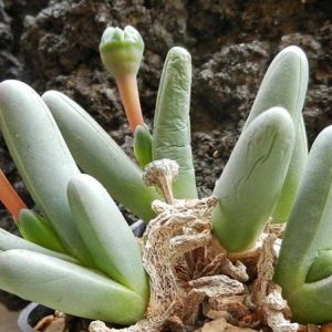 بذر ساکولنت مینیاتوری آرگیرودرما فیسوم argyroderma fissum seeds