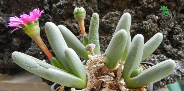 بذر ساکولنت مینیاتوری آرگیرودرما فیسوم argyroderma fissum seeds