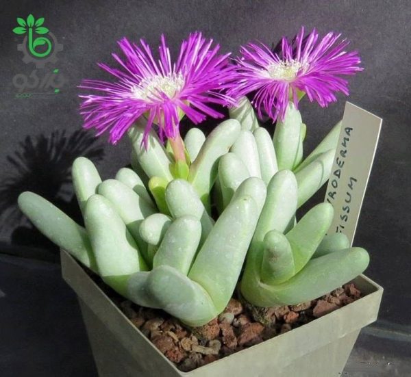 بذر ساکولنت مینیاتوری آرگیرودرما فیسوم argyroderma fissum seeds