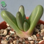 بذر ساکولنت مینیاتوری آرگیرودرما فیسوم argyroderma fissum seeds