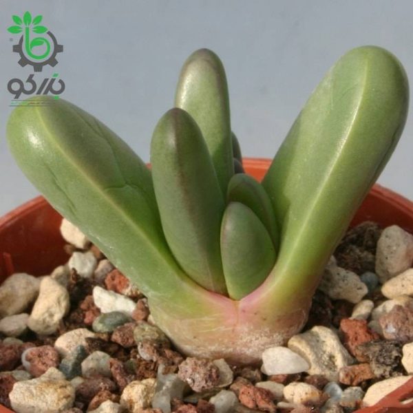 بذر ساکولنت مینیاتوری آرگیرودرما فیسوم argyroderma fissum seeds