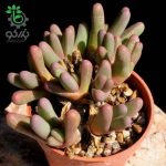 بذر ساکولنت مینیاتوری آرگیرودرما فیسوم argyroderma fissum seeds