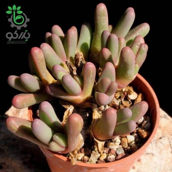 بذر ساکولنت مینیاتوری آرگیرودرما فیسوم argyroderma fissum seeds