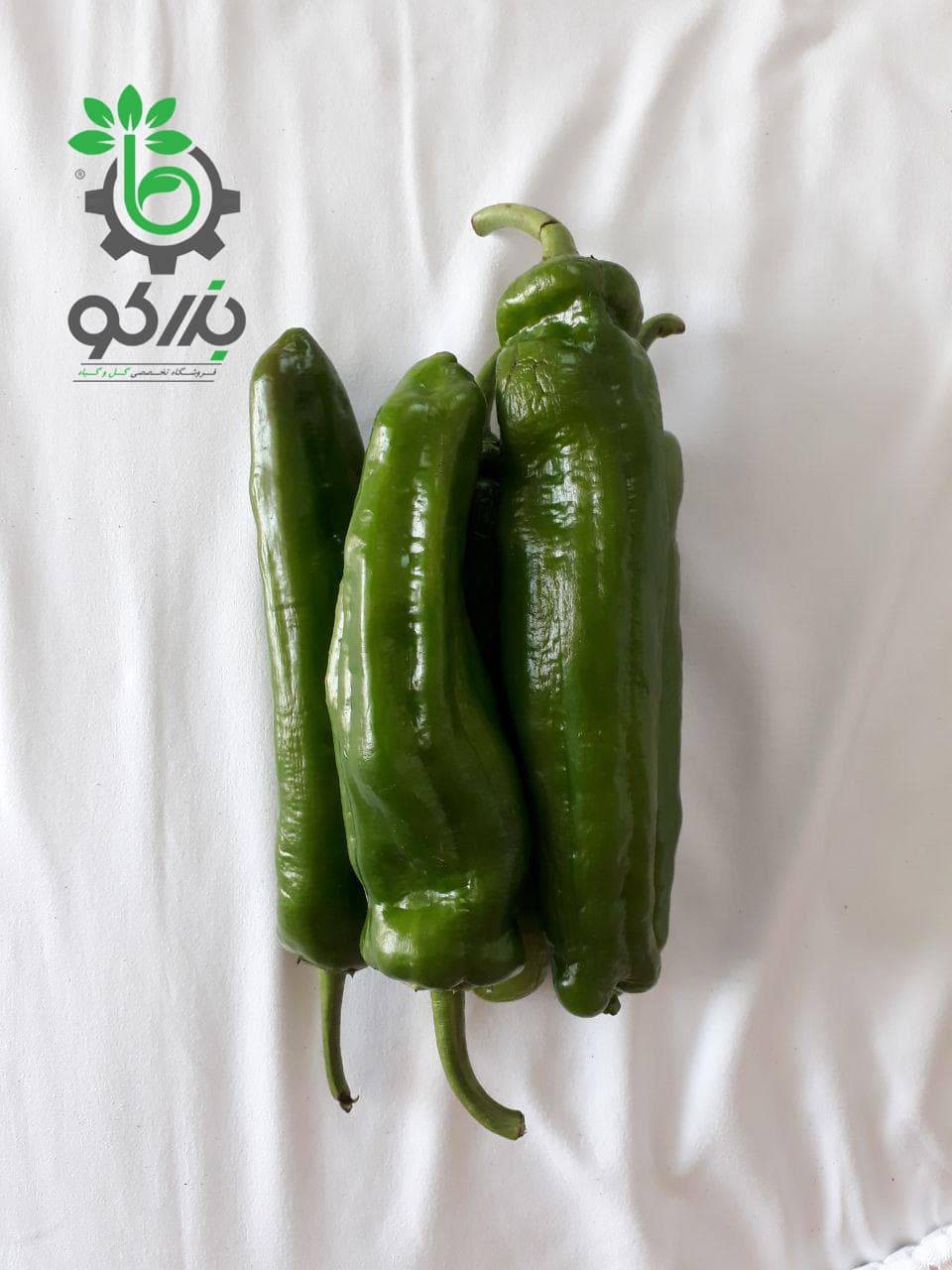 بذر فلفل سبز شیرین کوی Pepper koy seeds