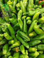 بذر فلفل سبز شیرین کوی Pepper koy seeds