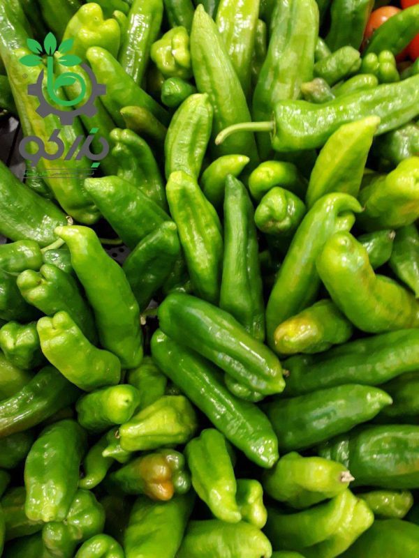 بذر فلفل سبز شیرین کوی Pepper koy seeds