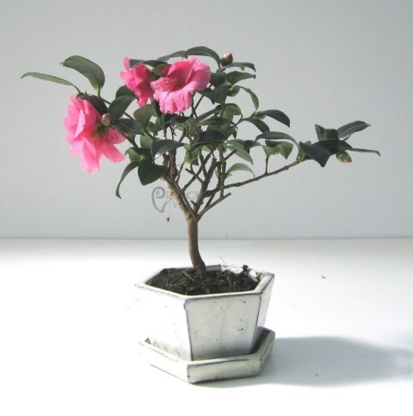 بذر درخت کاملیا (camellia bonsai tree)
