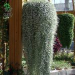 بذر کمیاب دایکوندرا نقره ای آبشاری آمریکایی  Dichondra Silver Falls seeds