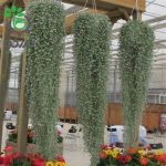 بذر کمیاب دایکوندرا نقره ای آبشاری آمریکایی  Dichondra Silver Falls seeds
