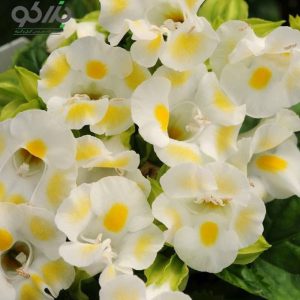 بذر کمیاب گل تورنیا فورنیری کائوآی قطره لیمویی Torenia Fournieri Lemon Drop