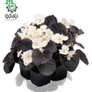 بذر گل بگونیا F1 سمپرفلورانس نایت لایف سفید  Begonia Semperflorens Hybrids Nightlife White