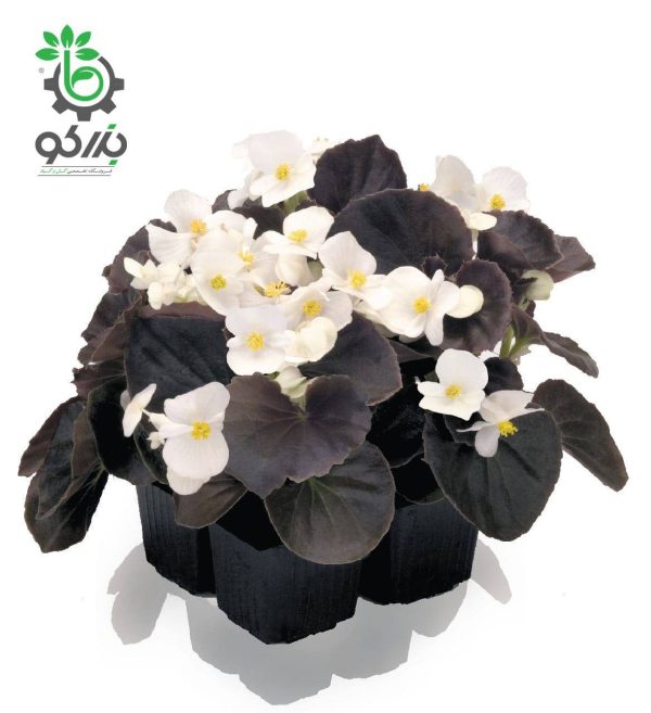 بذر گل بگونیا F1 سمپرفلورانس نایت لایف سفید  Begonia Semperflorens Hybrids Nightlife White
