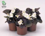 بذر گل بگونیا F1 سمپرفلورانس نایت لایف سفید  Begonia Semperflorens Hybrids Nightlife White