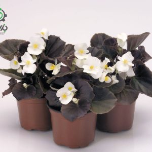بذر گل بگونیا F1 سمپرفلورانس نایت لایف سفید  Begonia Semperflorens Hybrids Nightlife White