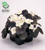 بذر گل بگونیا F1 سمپرفلورانس نایت لایف سفید  Begonia Semperflorens Hybrids Nightlife White