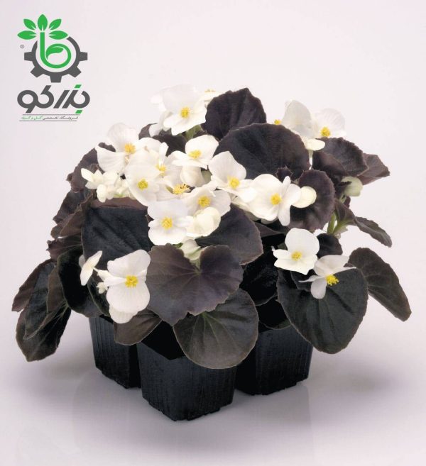 بذر گل بگونیا F1 سمپرفلورانس نایت لایف سفید  Begonia Semperflorens Hybrids Nightlife White