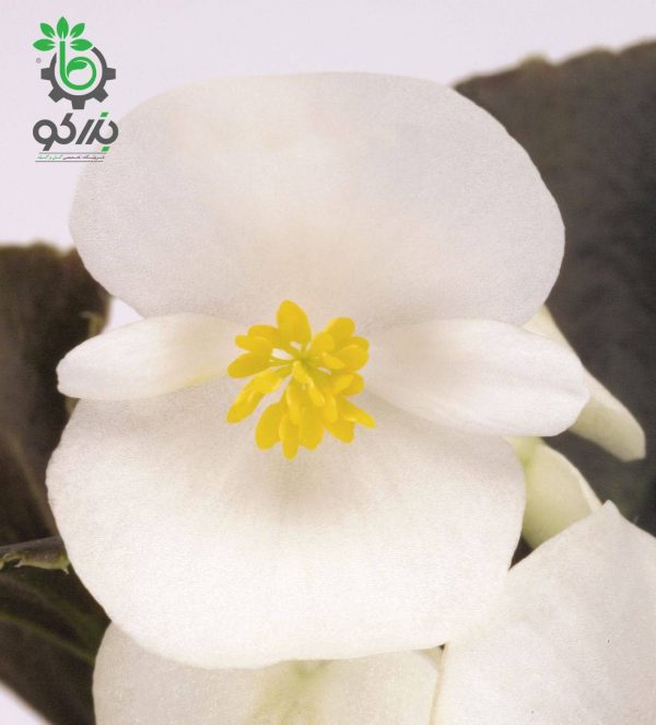 بذر گل بگونیا F1 سمپرفلورانس نایت لایف سفید  Begonia Semperflorens Hybrids Nightlife White