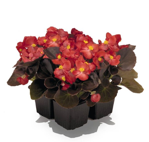بذر گل بگونیا F1 سمپرفلورانس نایت لایف قرمز Begonia Semperflorens Hybrids Nightlife Red