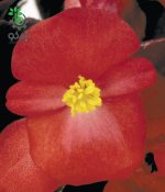بذر گل بگونیا F1 سمپرفلورانس نایت لایف قرمز Begonia Semperflorens Hybrids Nightlife Red