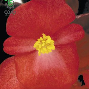 بذر گل بگونیا F1 سمپرفلورانس نایت لایف قرمز Begonia Semperflorens Hybrids Nightlife Red