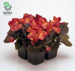 بذر گل بگونیا F1 سمپرفلورانس نایت لایف قرمز Begonia Semperflorens Hybrids Nightlife Red