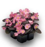 بذر گل بگونیا F1 سمپرفلورانس نایت لایف رز Begonia Semperflorens Hybrids Nightlife Rose
