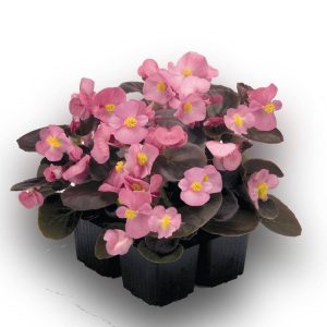 بذر گل بگونیا F1 سمپرفلورانس نایت لایف رز Begonia Semperflorens Hybrids Nightlife Rose