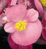 بذر گل بگونیا F1 سمپرفلورانس نایت لایف رز Begonia Semperflorens Hybrids Nightlife Rose