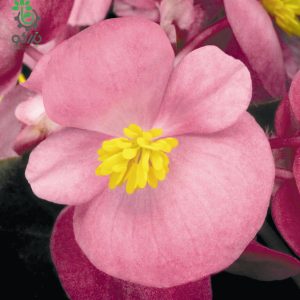 بذر گل بگونیا F1 سمپرفلورانس نایت لایف رز Begonia Semperflorens Hybrids Nightlife Rose
