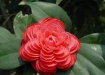 بذر درخت کاملیا (camellia bonsai tree)