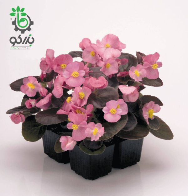 بذر گل بگونیا F1 سمپرفلورانس نایت لایف رز Begonia Semperflorens Hybrids Nightlife Rose