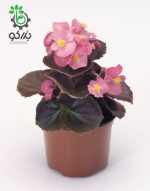 بذر گل بگونیا F1 سمپرفلورانس نایت لایف رز Begonia Semperflorens Hybrids Nightlife Rose
