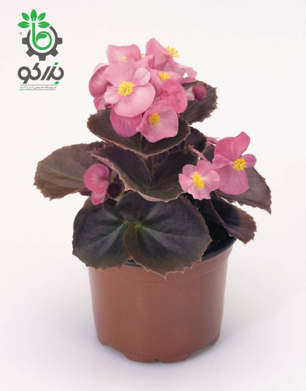 بذر گل بگونیا F1 سمپرفلورانس نایت لایف رز Begonia Semperflorens Hybrids Nightlife Rose