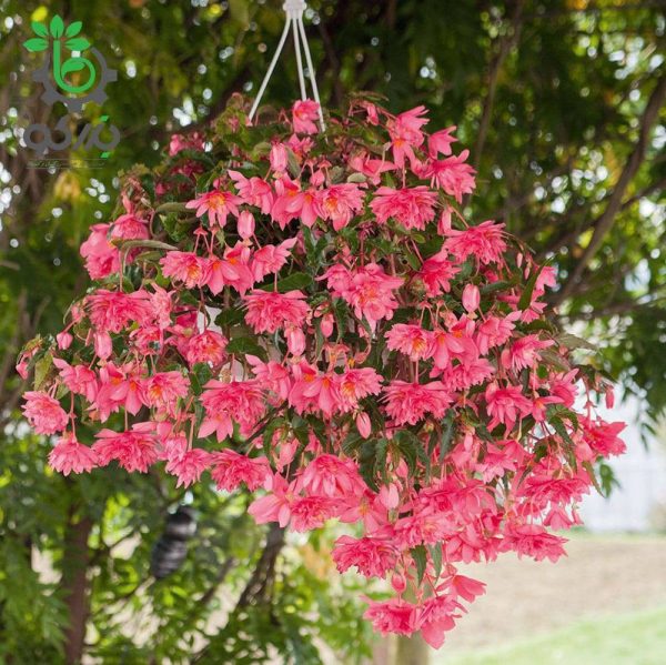 بذر کمیاب گل بگونیا فانکی صورتی Begonia x hybrida Funky Pink Seeds