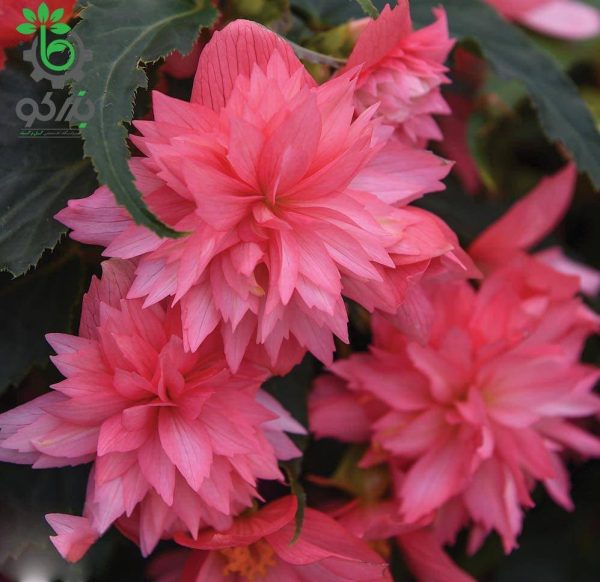 بذر کمیاب گل بگونیا فانکی صورتی Begonia x hybrida Funky Pink Seeds