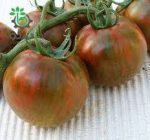 بذر گوجه فرنگی زبرا قهوه ای چری  Brown ZebraTomato seeds