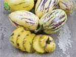 بذر میوه عجیب پپینو ملون | Solanum muricatum | pepino dulce