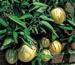 بذر میوه عجیب پپینو ملون | Solanum muricatum | pepino dulce