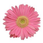 بذر کمیاب گل ژربرا جیمزونی روولوشین چشم صورتی روشن Gerbera jamesonii Revolution Pink  Light Eye F1 Seeds
