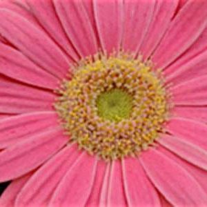 بذر کمیاب گل ژربرا جیمزونی روولوشین چشم صورتی روشن Gerbera jamesonii Revolution Pink  Light Eye F1 Seeds