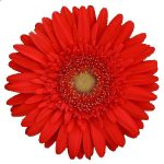 بذر کمیاب گل ژربرا جیمزونی روولوشین چشم قرمز اسکارلت Gerbera jamesonii Scarlet Red Dark Eye F1 Seeds