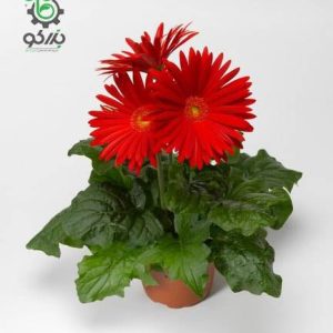 بذر کمیاب گل ژربرا جیمزونی روولوشین چشم قرمز اسکارلت Gerbera jamesonii Scarlet Red Dark Eye F1 Seeds