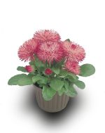 بذر گل مینا چمنی راگلی رز Bellis Perennis Roggli Rose F1 Seeds