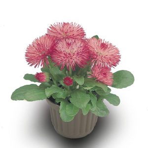 بذر گل مینا چمنی راگلی رز Bellis Perennis Roggli Rose F1 Seeds