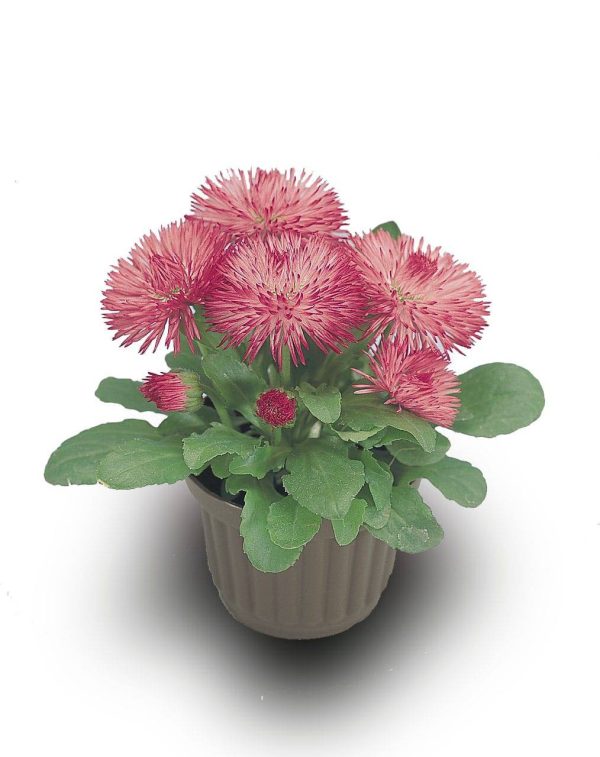 بذر گل مینا چمنی راگلی رز Bellis Perennis Roggli Rose F1 Seeds
