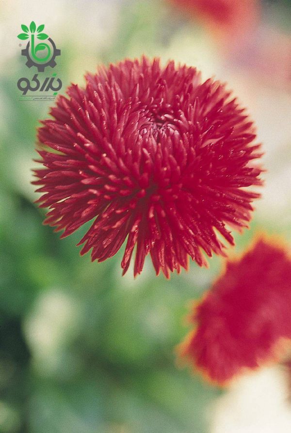 بذر گل مینا چمنی راگلی قرمز Bellis Perennis Roggli Red F1 Seeds